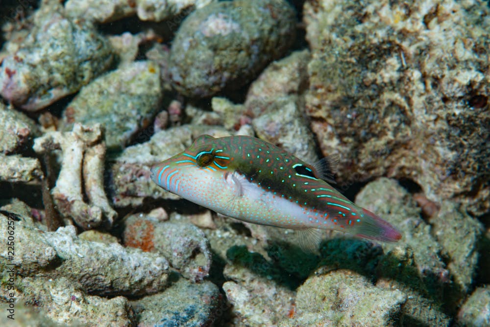 Grey-Top Pufferfish Canthigaster cf epilampra