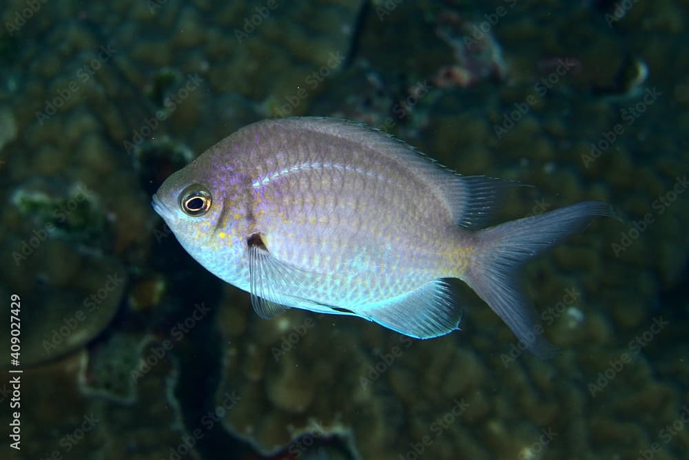 アルファスズメダイの成魚