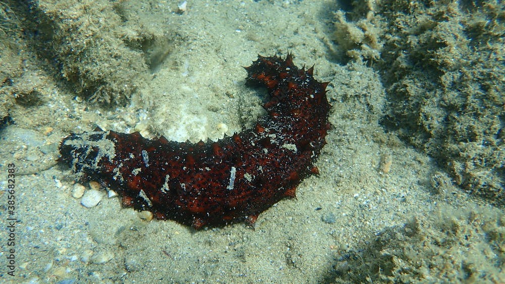 Brown sea cucumber (Holothuria stellati) on sea bottom, Aegean Sea, Greece, Halkidiki