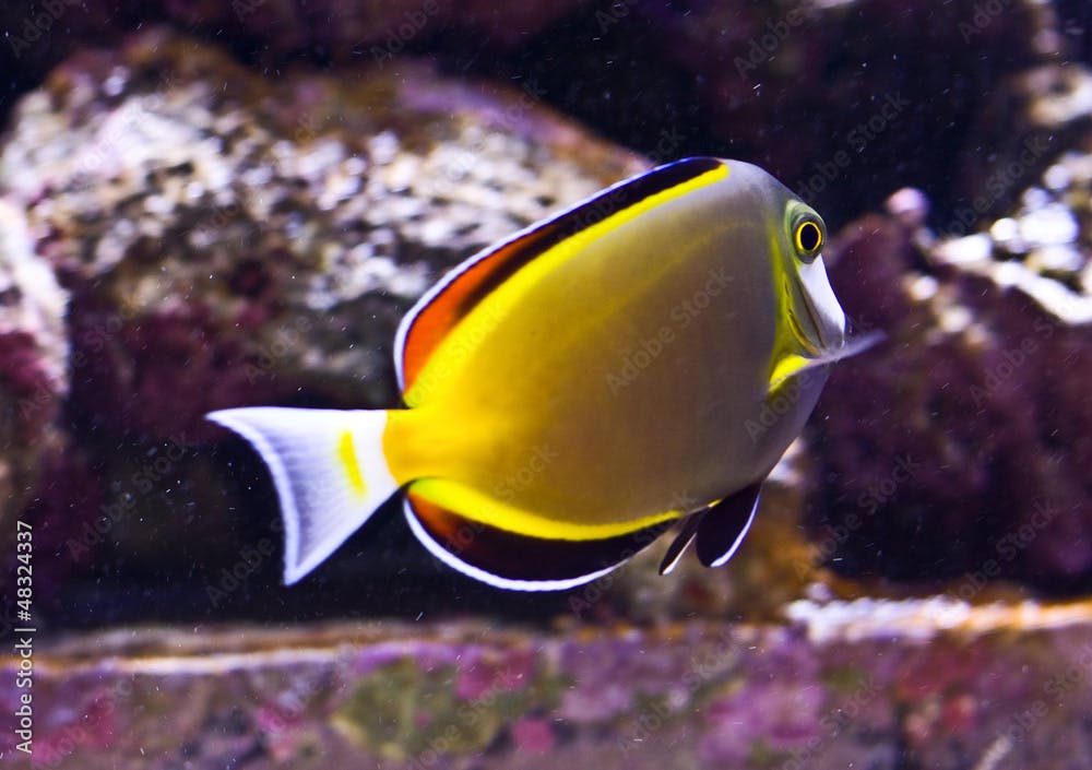 Powder brown tang or Acanthurus japonicus