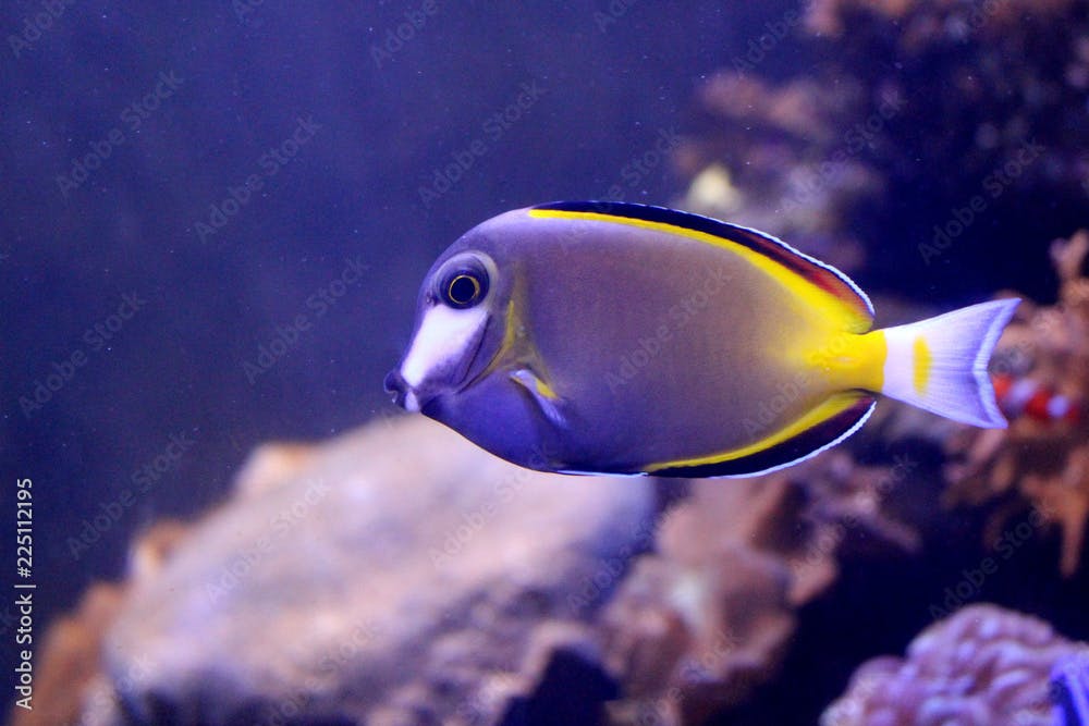 Fish : Powder brown tang (Acanthurus japonicus)