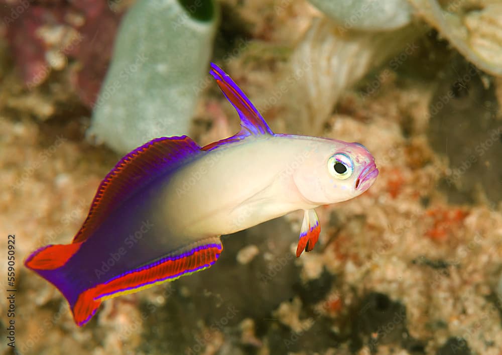 Nemateleotris decora, the elegant firefish or purple firefish goby,  a species of dart fish   is swimming over Corals of Bali
