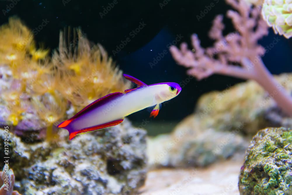 Purple firefish (Nemateleotris decora) , also known as the Decorated Firefish, Purple Dartfish, Decorated Dartfish, or Flame Firefish