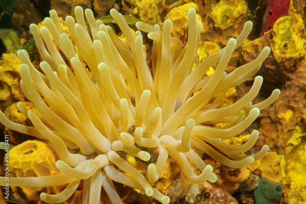 Giant anemone Condylactis gigantea Caribbean sea