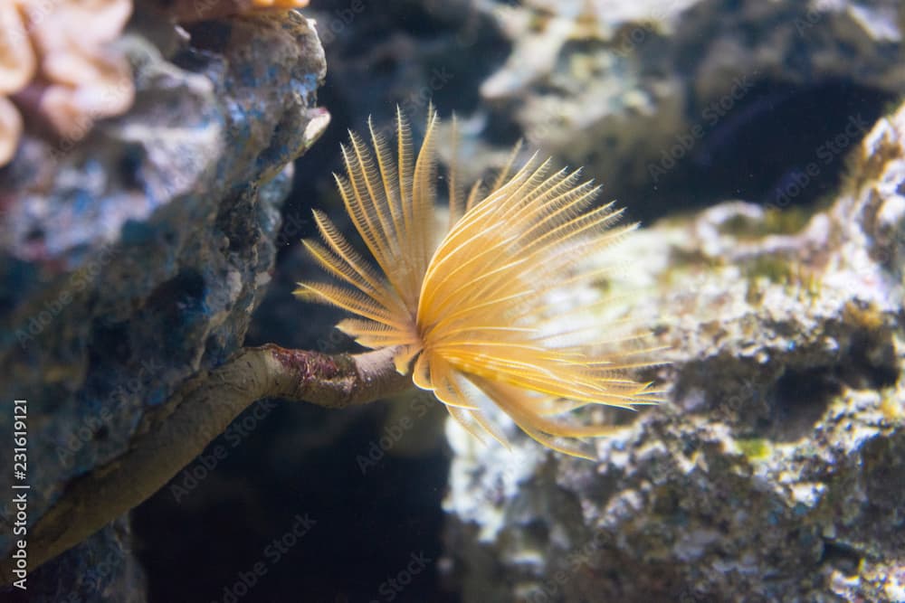 Beautiful sea anemone Condylactis gigantea in aquarium.