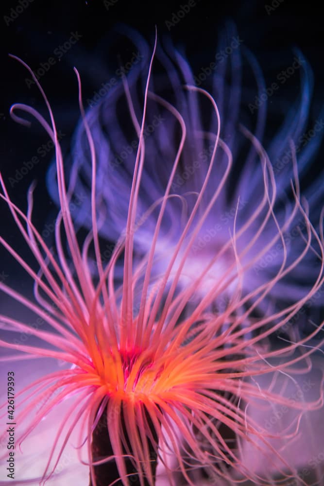 Close-up of a Marine Sea Anemone