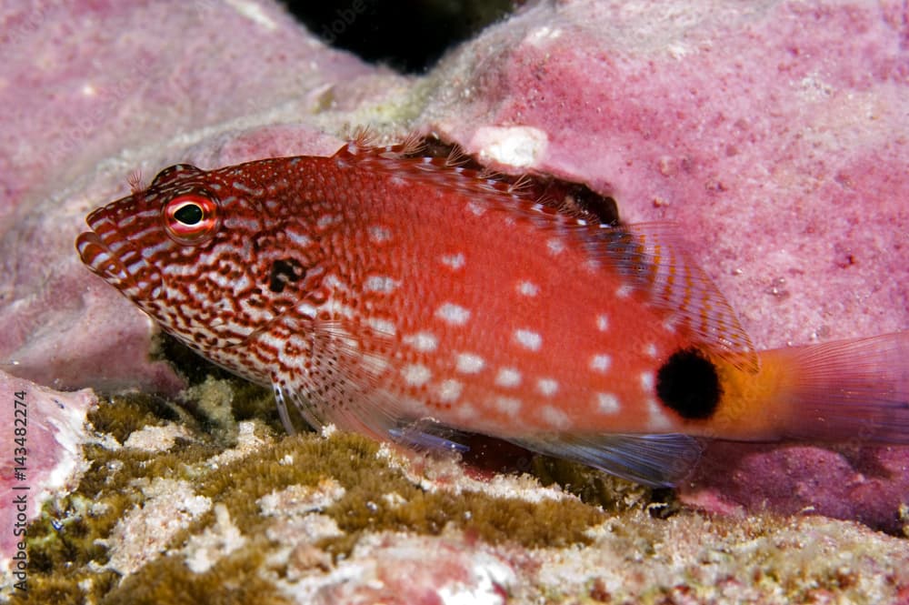 White spotted hawkfish, Cirrhitops hubbardi, endemic species to Phoenix and Line Islands. Kritimati Island, Kribati.