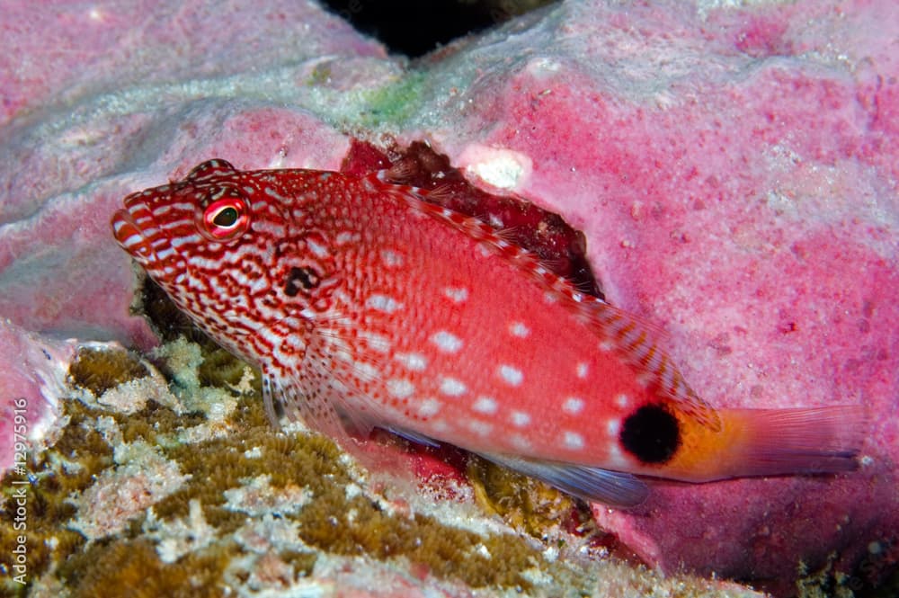 White spotted hawkfish, Cirrhitops hubbardi, Line Islands.