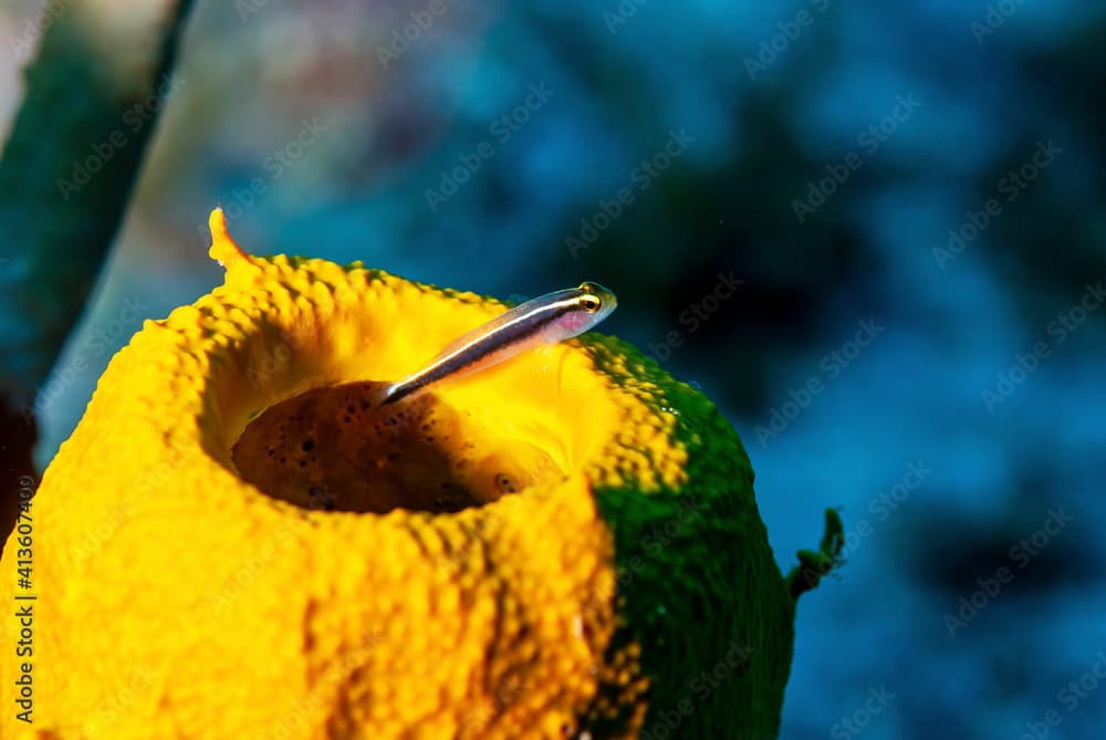 Colorful yellow sponge with a cleaner goby perched on the sponge