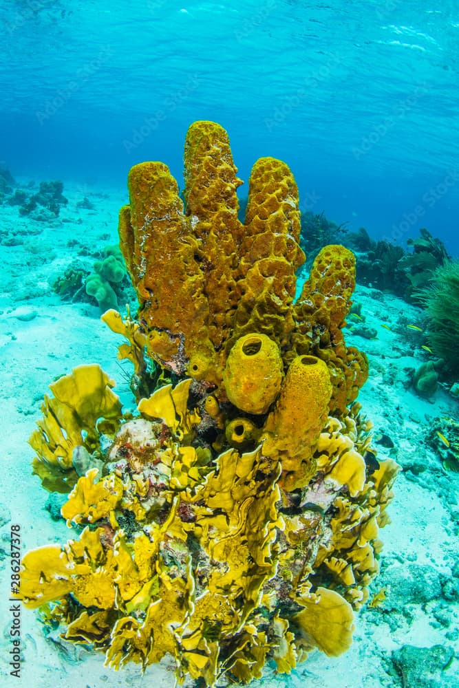 Bush of Fire Corals- Millepora complanata Reef scenery, Yellow tube sponge (Aplysina fistularis)coral fire and Aplysina fistularis los roques - venezuela