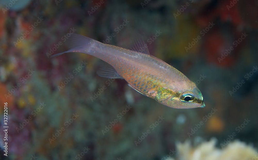 Bigtooth Cardinalfish hovering in sheltered area of reef.