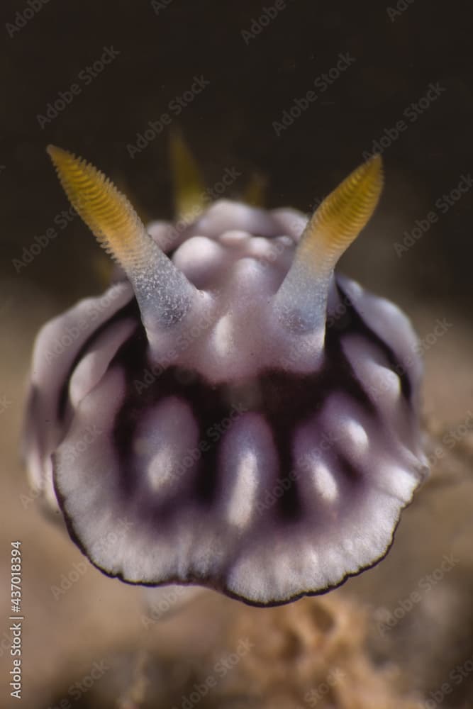 Goniobranchus geometricus, Nudibranch (sea slug) Romblon Island, Philipines.
