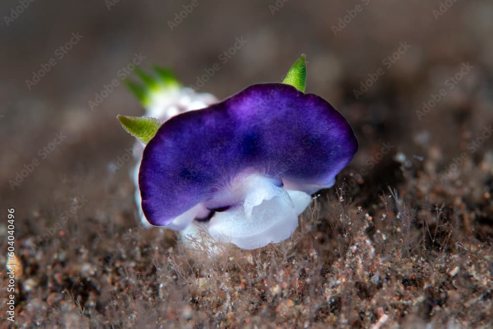 Nudibranch (sea slug) - Goniobranchus geometricus on the seabed. Underwater macro life of Tulamben, Bali, Indonesia.