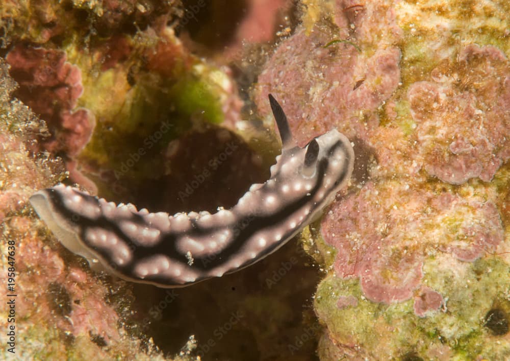 Geometric goniobranchus ( Goniobranchus geometricus ) crawling over coral reef of Bali, Indonesia