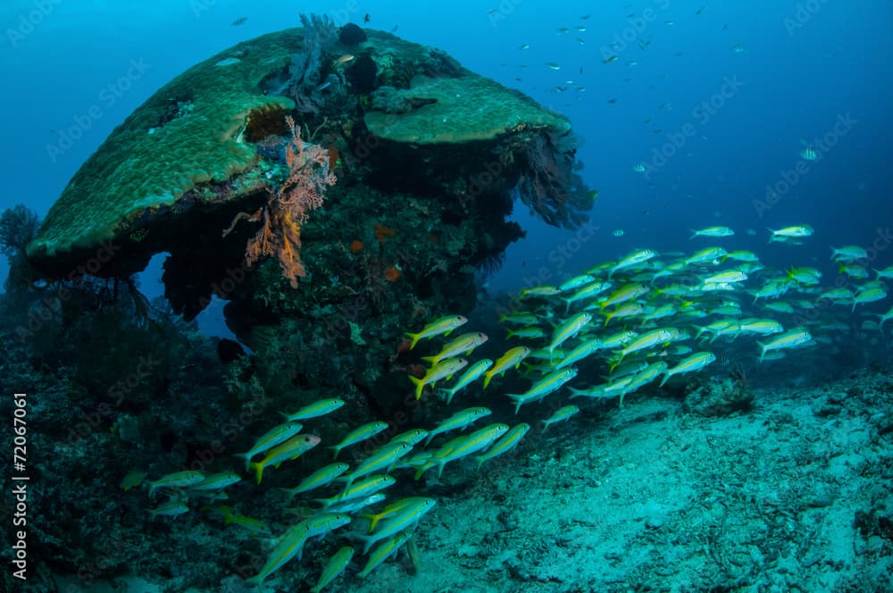 Schooling fusilier in Gili Lombok Nusa Tenggara Barat underwater