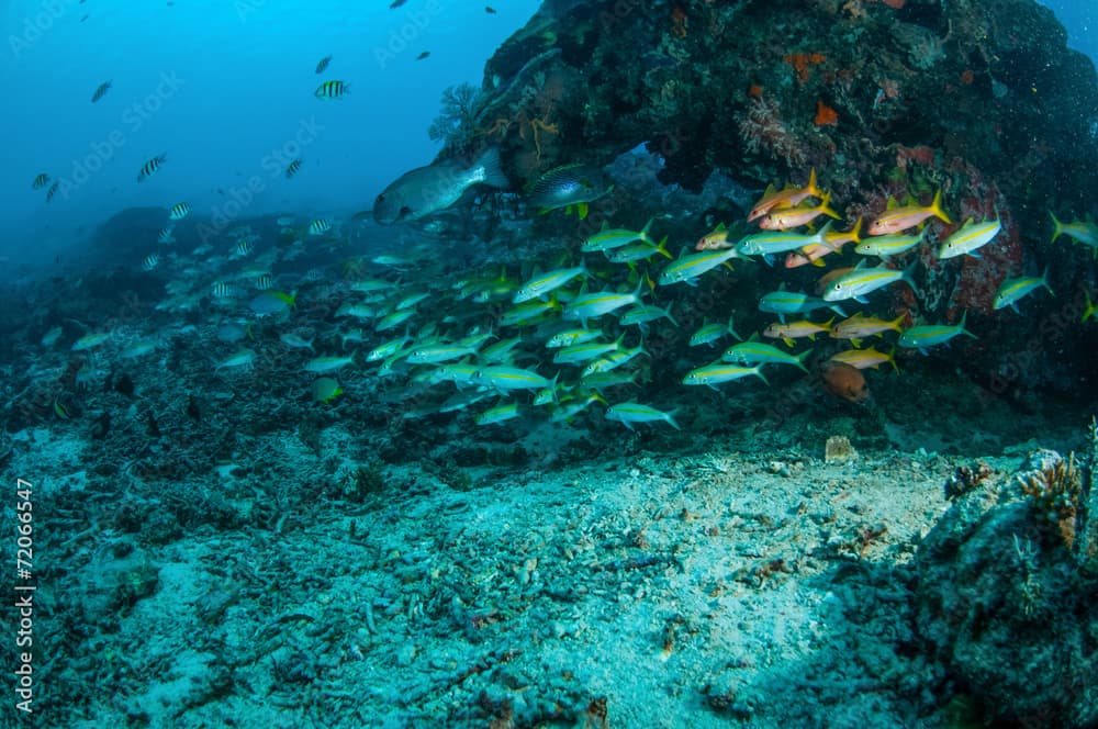 Schooling fusilier, Gili, Lombok, Nusa Tenggara Barat underwater