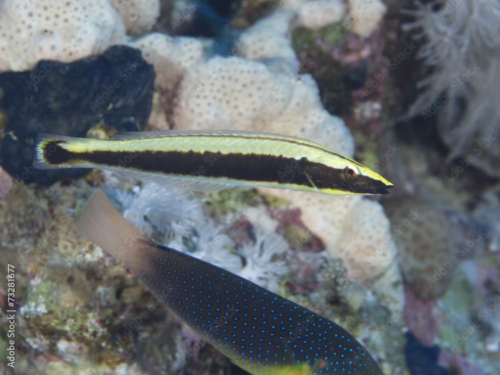 Coral fish Ringed wrasse