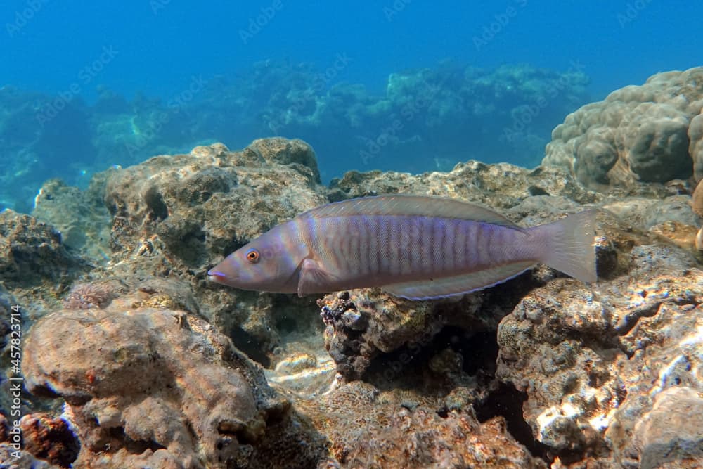 Ring wrasse or Ringed slender wrasse (Hologymnosus annulatus)
 - coral fish Red sea Egypt
