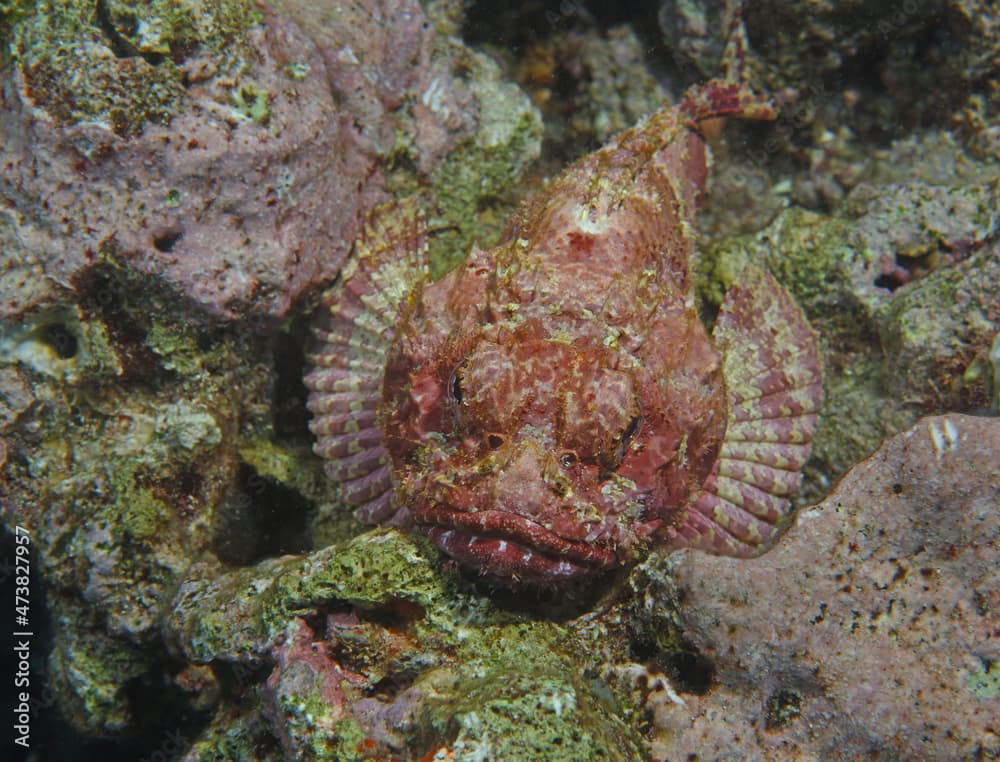 Spotted scorpianfish, Scorpaena plumieri,  Utilla Island, Honduras