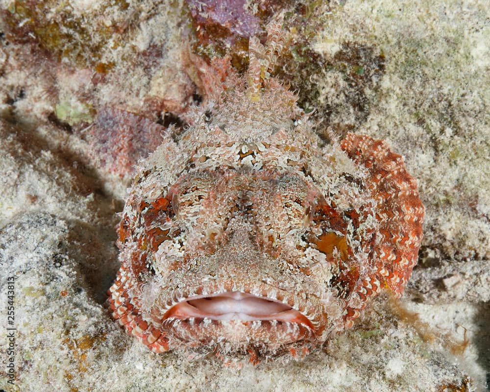 A well camouflaged Spotted Scorpionfish waiting to ambush a passing fish