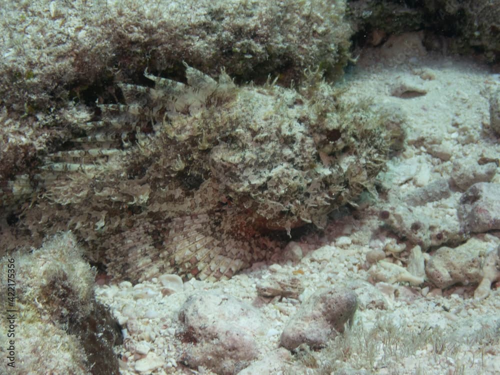 Spotted Scorpionfish