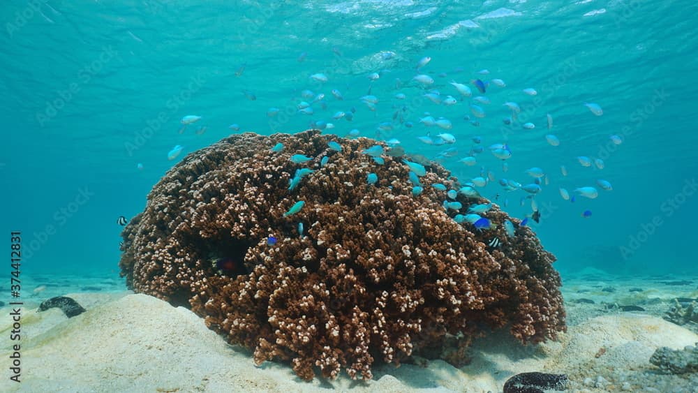 Montipora coral with a shoal of fish (chromis) underwater, south Pacific ocean, Bora Bora, French Polynesia, Oceania