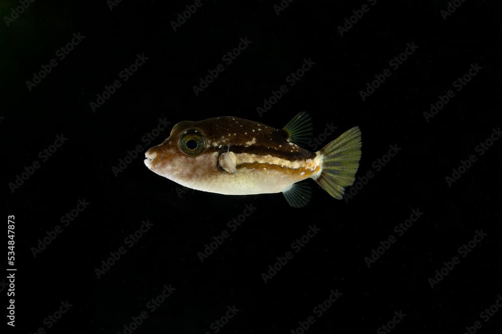 Brown-lined puffer (Canthigaster rivulata) juvenile