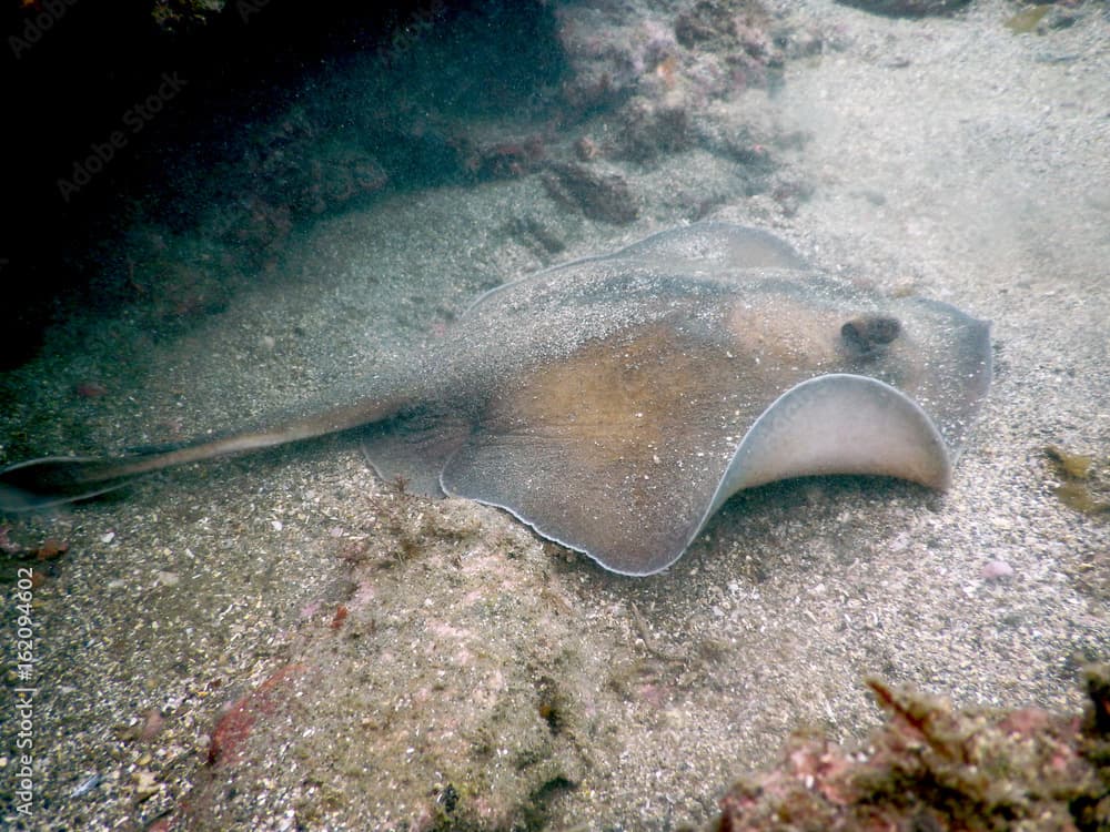 Urolophus aurantiacus