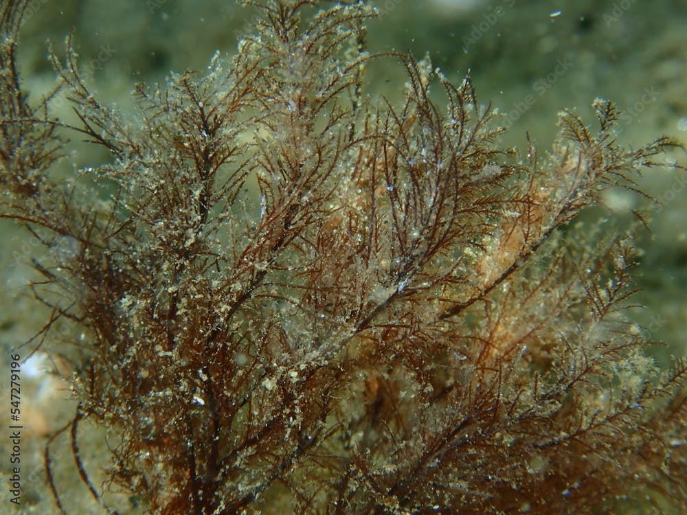 Common green branched weed or rock-weed (Cladophora rupestris) close-up undersea, Aegean Sea, Greece, Halkidiki
