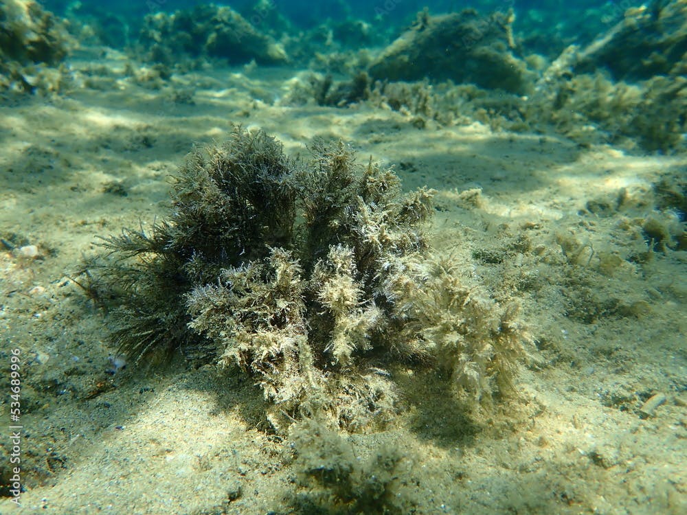 Common green branched weed or rock-weed (Cladophora rupestris) undersea, Aegean Sea, Greece, Halkidiki