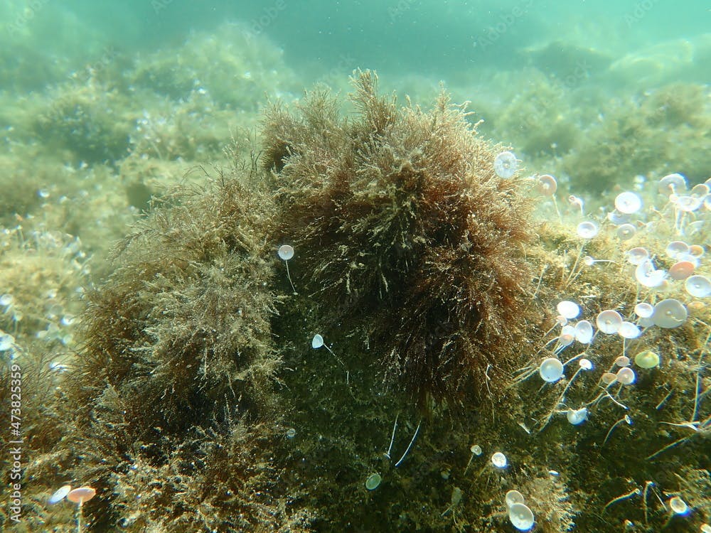 Common green branched weed (Cladophora rupestris) undersea, Aegean Sea, Greece, Halkidiki