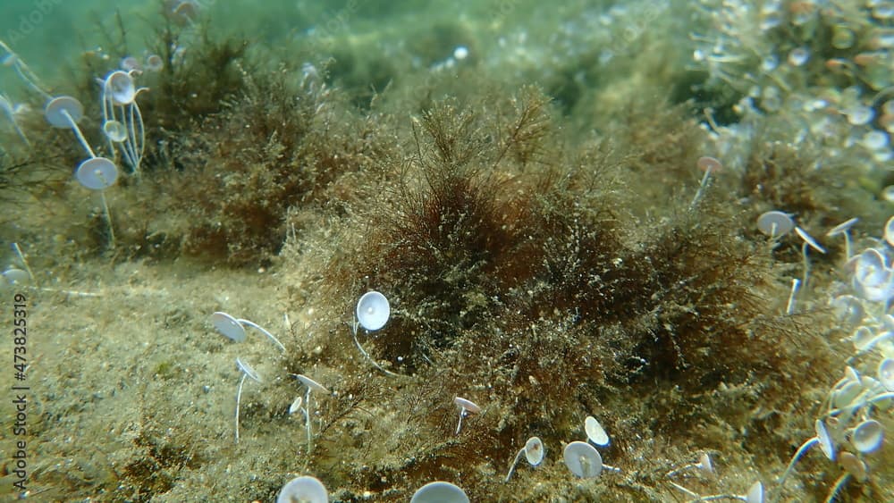 Common green branched weed (Cladophora rupestris) undersea, Aegean Sea, Greece, Halkidiki