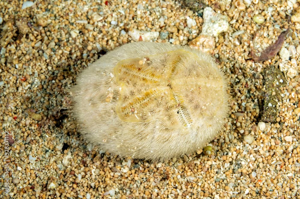 Heart urchin, Echinocardium cordatum, Raja Ampat Indonesia.