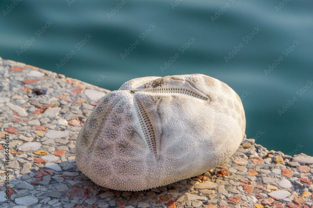 Echinocardium cordatum, or the sea potato