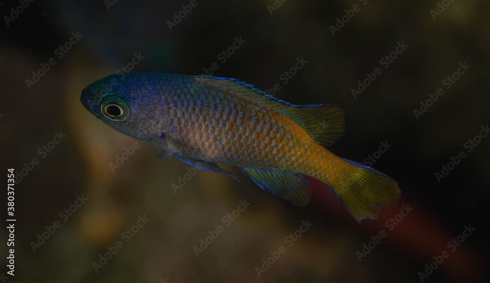 Chromis punctipinnis,  juvenile Blacksmith