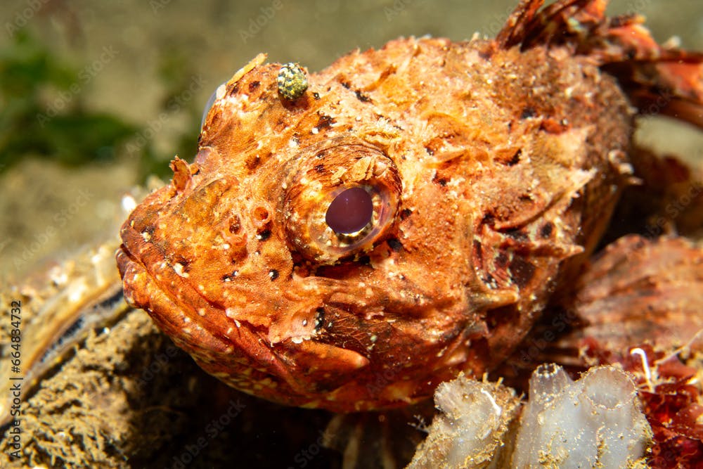 Stone fish in natural habitat