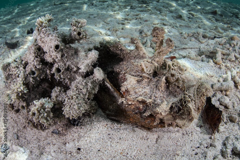 A Horrid stonefish, Synanceia horrida, waits for prey in Raja Ampat, Indonesia. This region is known for its incredible marine biodiversity and is a popular destination for diving and snorkeling.