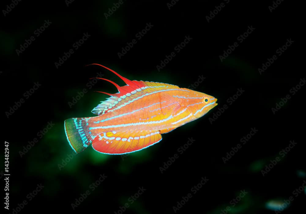 Male Mccosker flasher wrasse, Paracheilinus mccoskeri, Flores Indonesia.