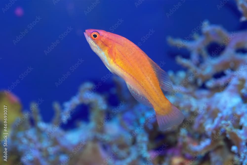 Female McCosker's Flasher Wrasse, Paracheilinus mccoskeri, a marine fish