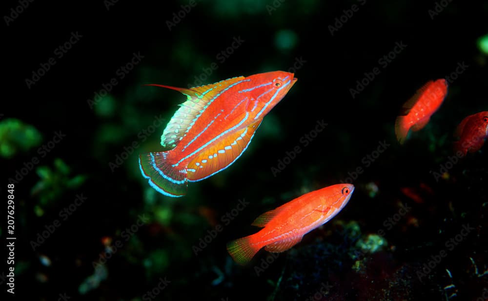 Male Mccosker flasher wrasse, Paracheilinus mccoskeri, Flores Indonesia.