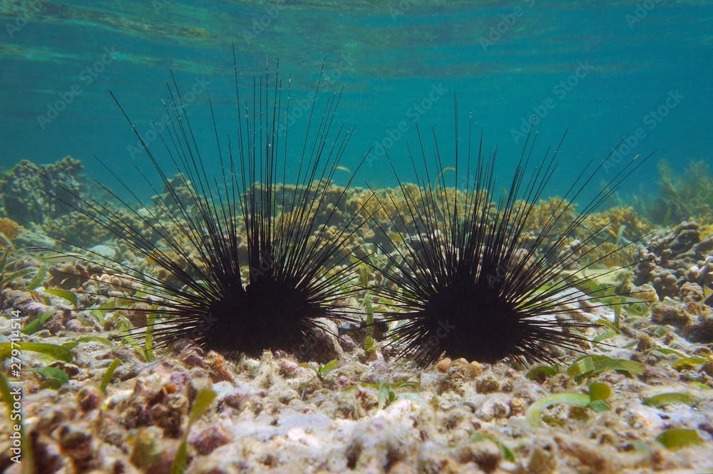 Underwater two long spined sea urchins, Diadema antillarum, on the seabed in the Caribbean sea