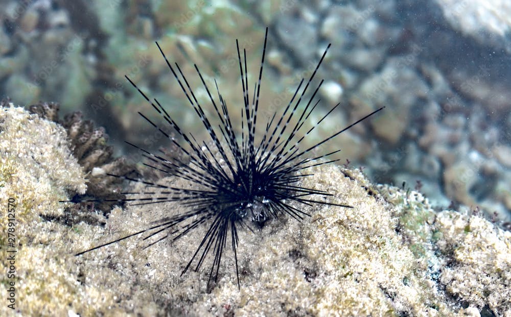 Close-up macro photograph taken underwater of Diadema sp. generally known as Sea Urchin with its long spines. This marine creature belongs to family Diadematidae, and is herbivore and feeds on algae