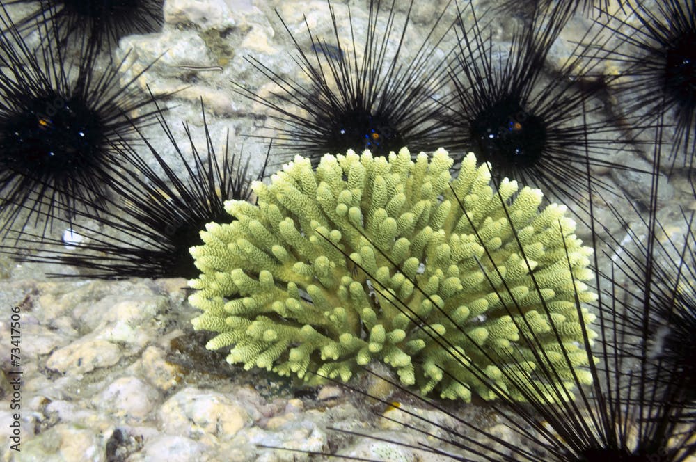 Black beautifull sea urchin