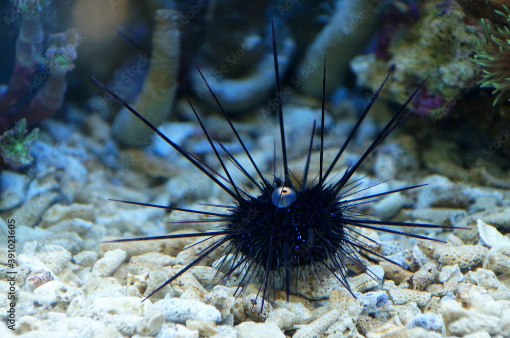 The Long-spined Sea Urchin / The Black Sea Urchin / The Lime Urchin (Diadema antillarum)