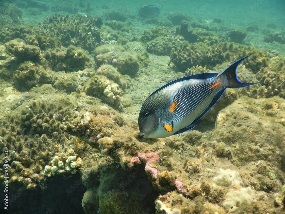 sohal surgeonfish Acanthurus sohal sohal tang  Red Sea endemic striking blue and white horizontal stripes have made it what many consider the 'poster fish' for the Red Sea reef environment