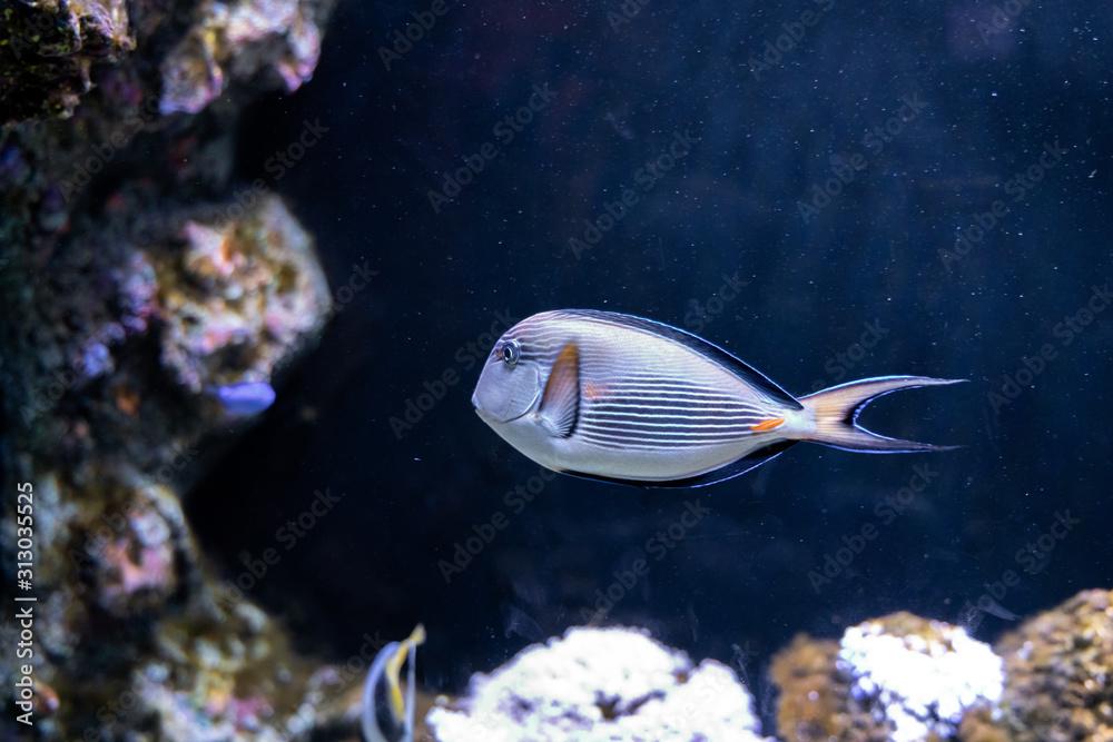 Sohal Tang (Acanthurus sohal) cleaned by cleaner wrasse