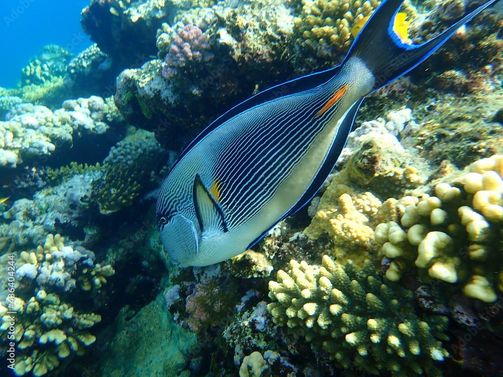 Sohal surgeonfish or sohal tang or arabian surgeonfish (Acanthurus sohal) undersea, Red Sea, Egypt, Sharm El Sheikh, Nabq Bay