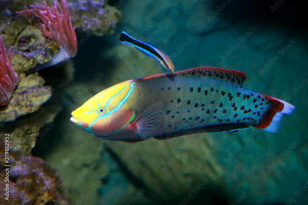 Queen Coris (Coris formosa) in sea water