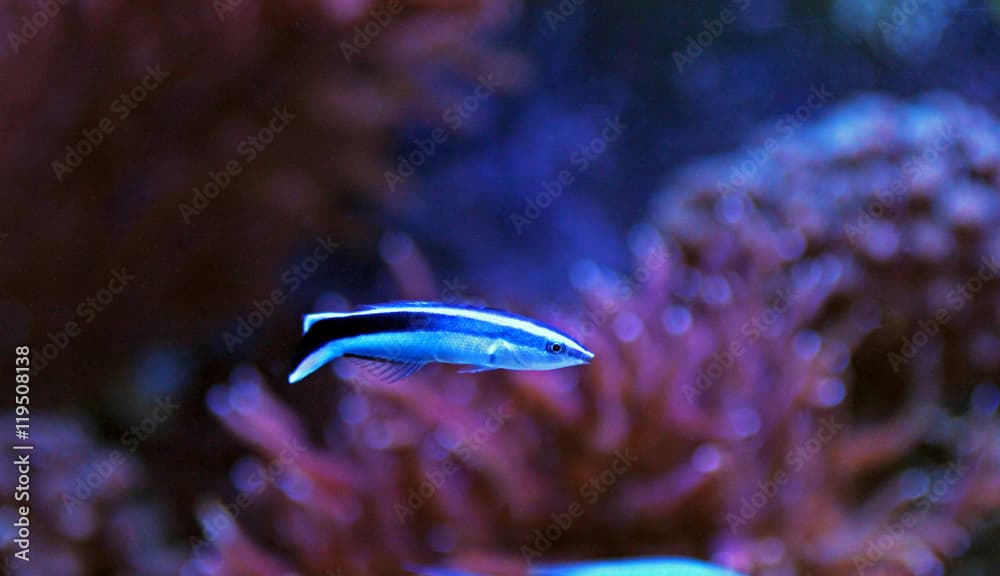 Bluestreak Cleaner Wrasse (Labroides dimidiatus)