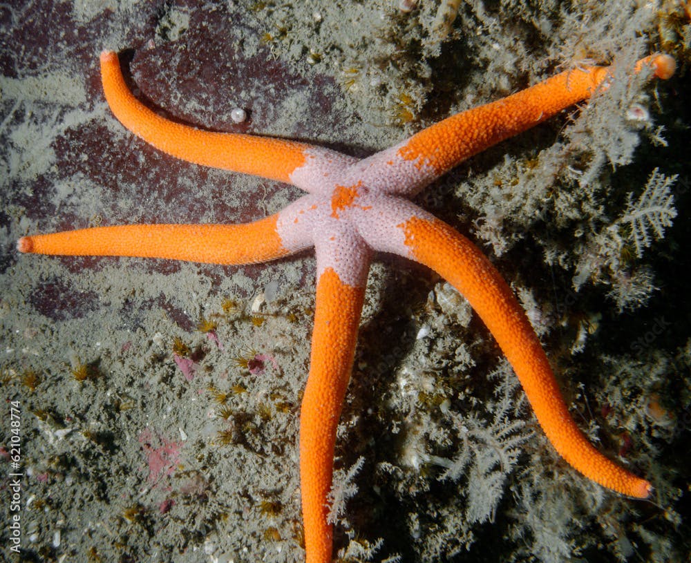 Blood Star (Henricia leviuscula) photographed scuba diving in southern British Columbia
